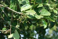 Ehretia laevis